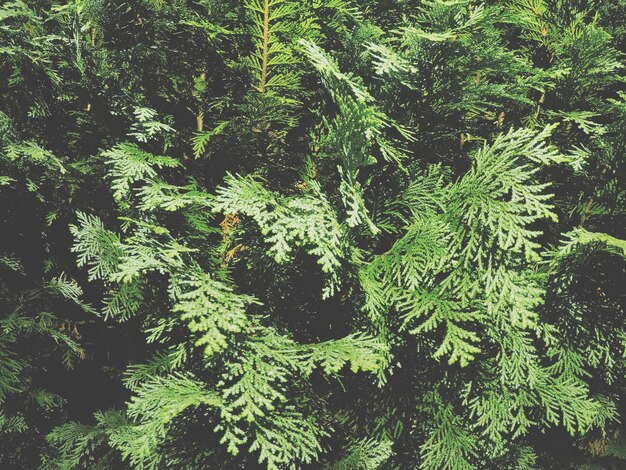 Foto primer plano de un pino en el bosque