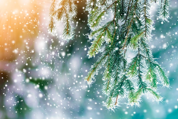 Primer plano de pino cubierto de nieve helada en invierno