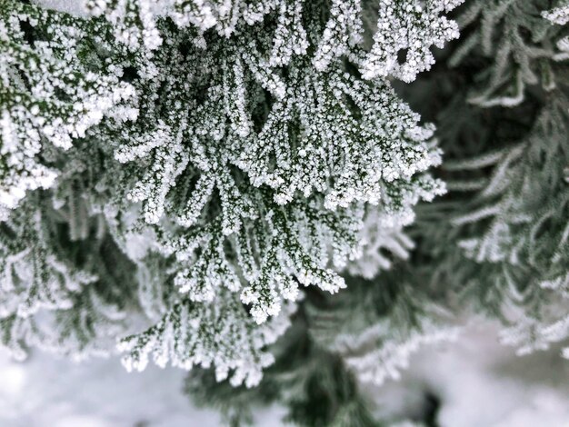 Foto un primer plano de un pino cubierto de nieve