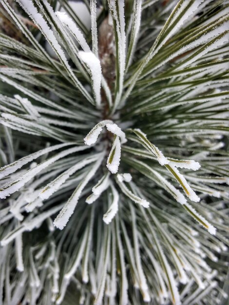 Foto primer plano de un pino durante el invierno