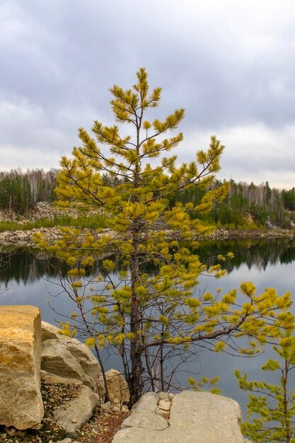 Primer plano de pino verde amarillo en el fondo de un lago con costas rocosas