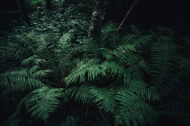 Foto primer plano de pinos en el bosque