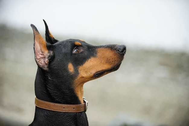 Primer plano del pinzón doberman