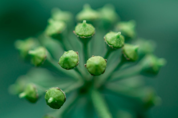 Foto primer plano de los pistilos verdes de una flor enfoque selectivo