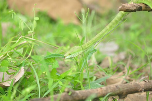 Primer plano de una pitón verde Morelia Viridis