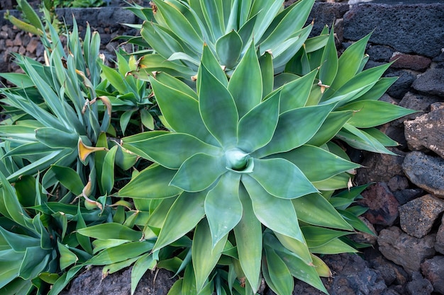 Primer plano de una planta de agave sobre fondo de piedra oscura