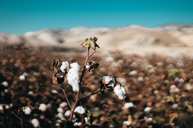 Primer plano de una planta de algodón marchitada en el campo