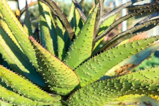 Un primer plano de una planta de aloe que crece al aire libre