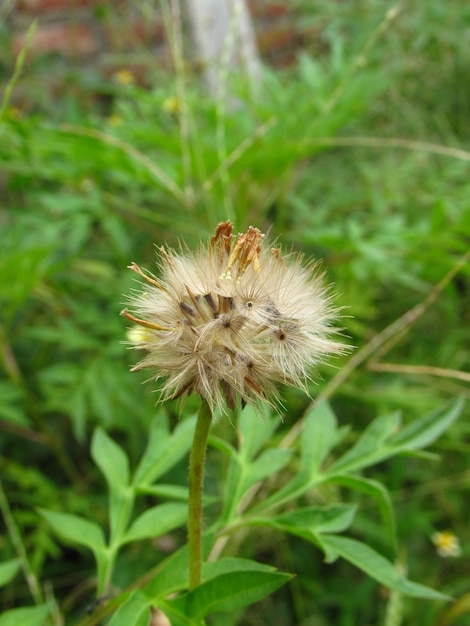 Un primer plano de una planta con una araña sobre ella