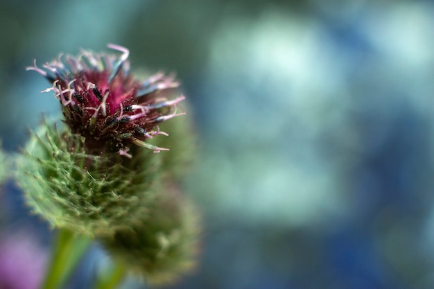 Primer plano de la planta Arctium lappa, bardana mayor, bardana comestible