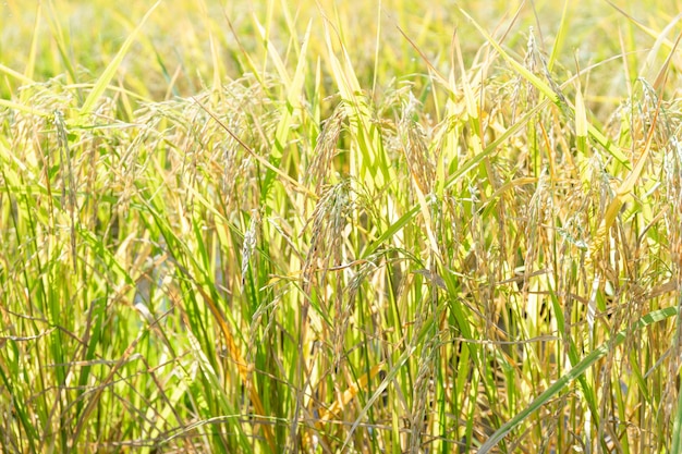 Un primer plano de la planta de arroz paddy