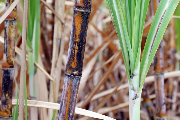 Foto primer plano de una planta de bambú en el campo