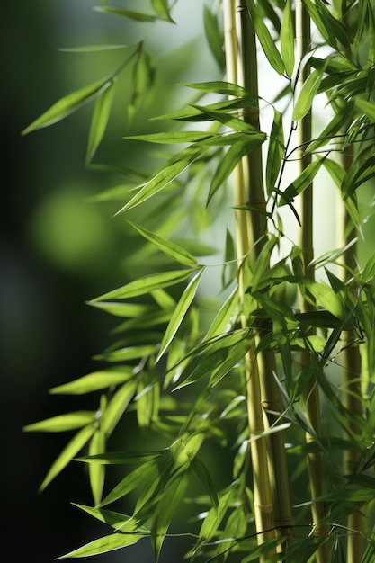 un primer plano de una planta de bambú con hojas verdes