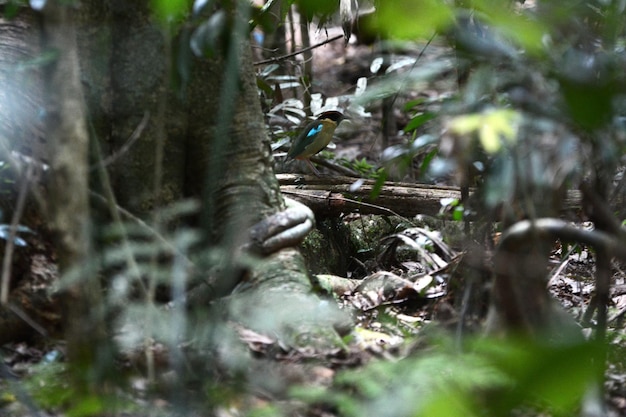 Primer plano de planta en bosque