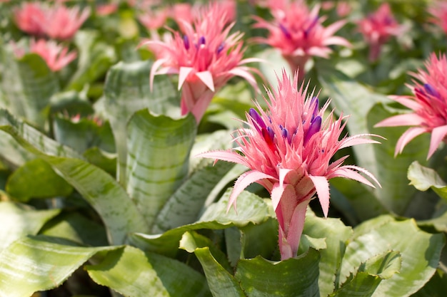 Primer plano de la planta de Bromelia.