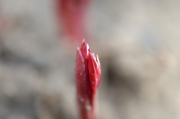 Un primer plano de una planta con brotes rojos