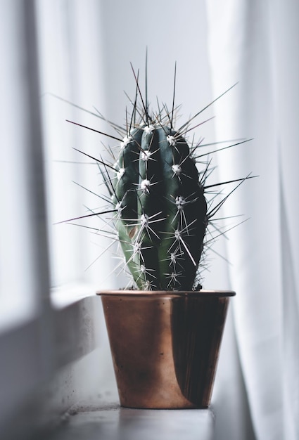 Un primer plano de una planta de cactus en el alféizar de la ventana
