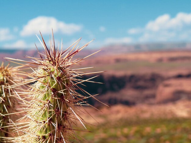 Foto primer plano de una planta de cactus en el campo contra el cielo