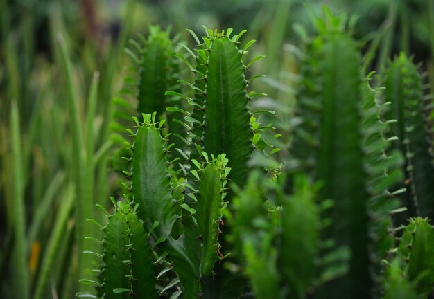 Primer plano de una planta de cactus en el campo