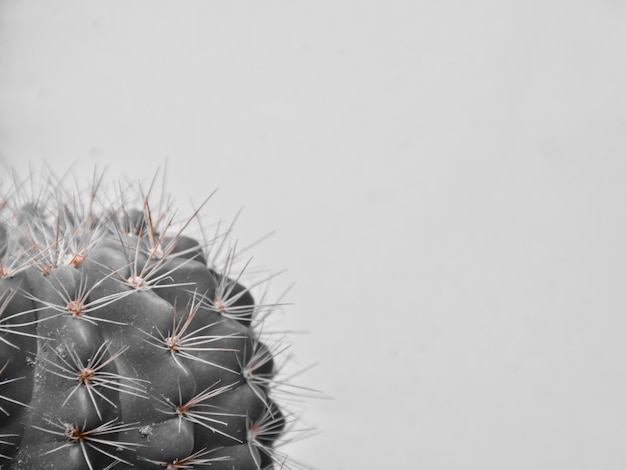 Primer plano de una planta de cactus contra un fondo blanco