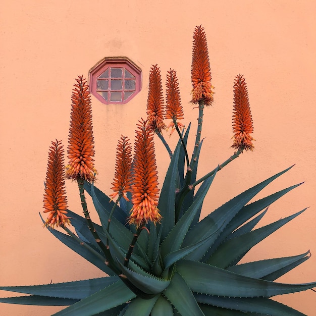 Foto primer plano de una planta de cactus contra una pared de naranja