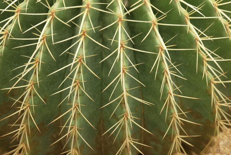Primer plano de la planta de cactus Echinocactus Grusonii