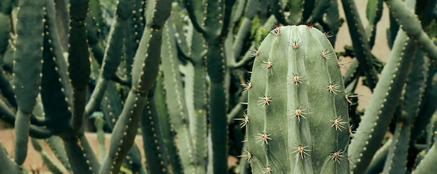 Primer plano de la planta de cactus de espina