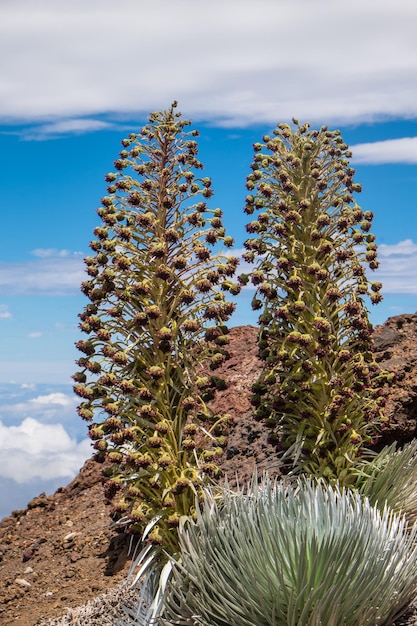 Foto un primer plano de una planta de cactus a la luz del sol