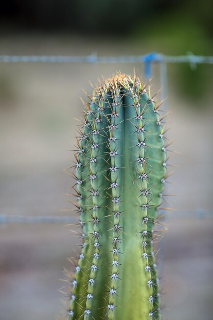 Un primer plano de una planta de cactus