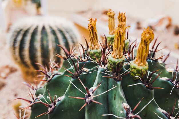 Un primer plano de una planta de cactus