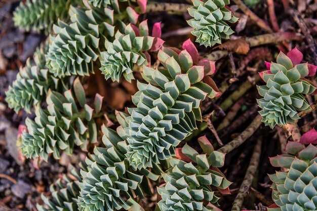 Un primer plano de una planta de cactus