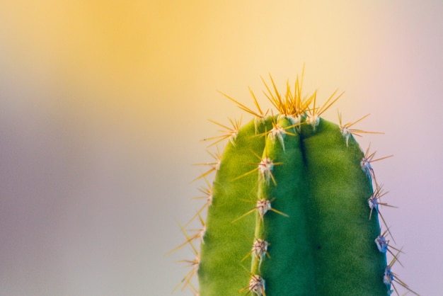 Un primer plano de una planta de cactus