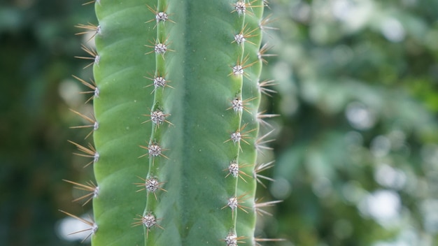 Un primer plano de una planta de cactus