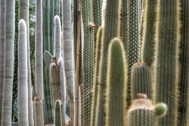 Foto un primer plano de una planta de cactus