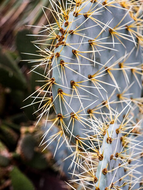 Foto un primer plano de una planta de cactus