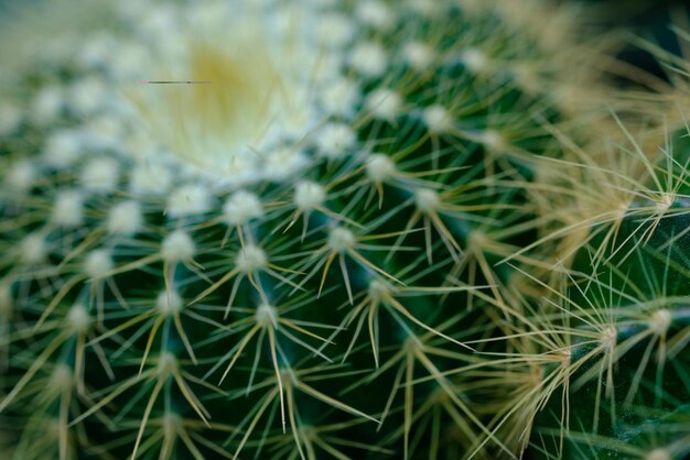 Un primer plano de una planta de cactus