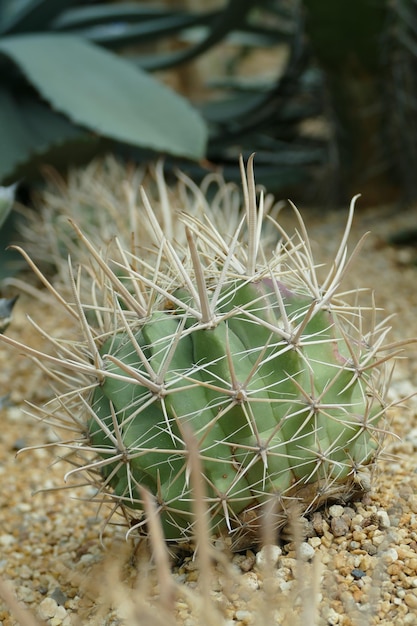 Foto un primer plano de una planta de cactus