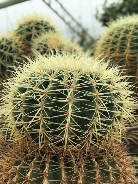 Foto un primer plano de una planta de cactus