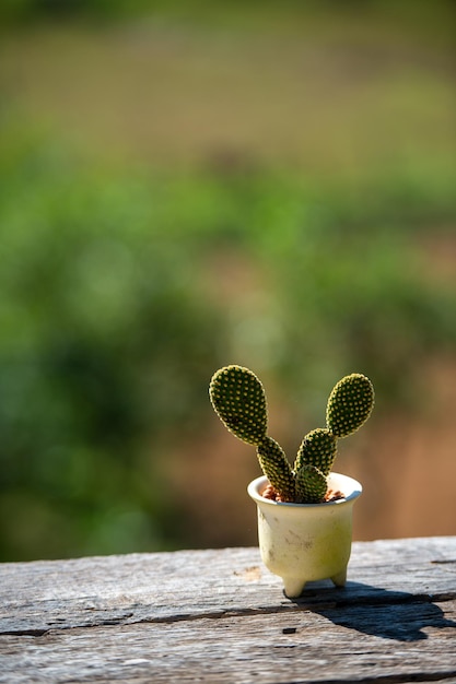 Foto un primer plano de una planta de cactus