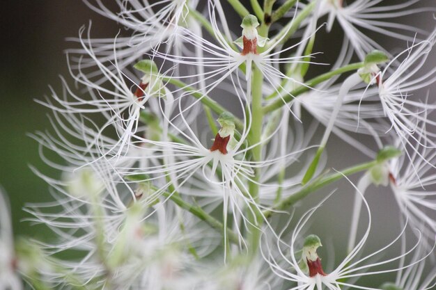 Foto un primer plano de una planta de cactus