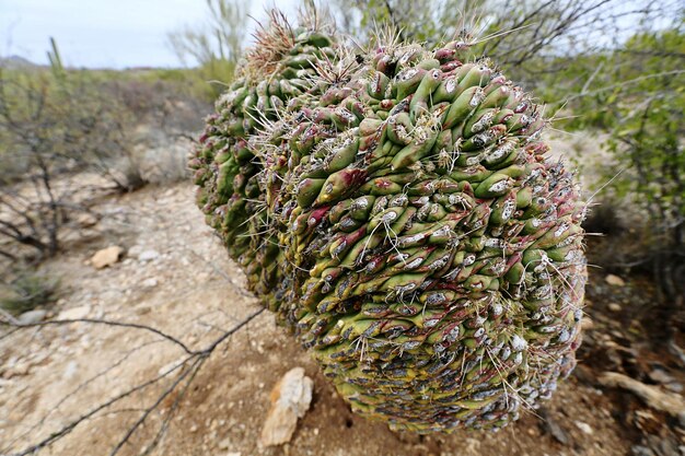 Un primer plano de una planta de cactus