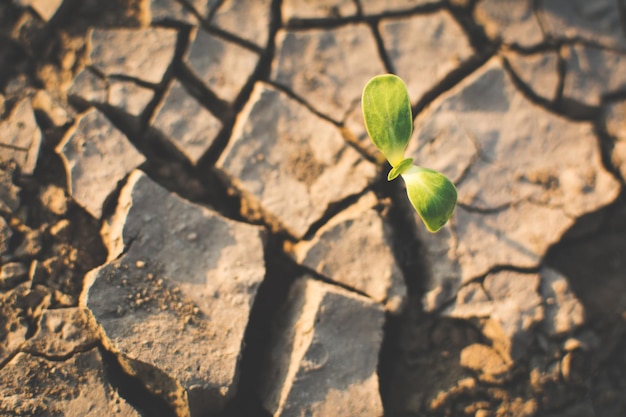 Primer plano de la planta en un campo estéril