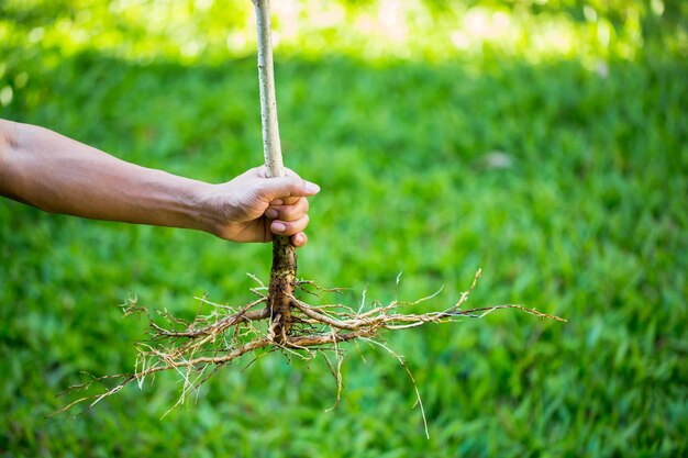 Foto primer plano de la planta en el campo