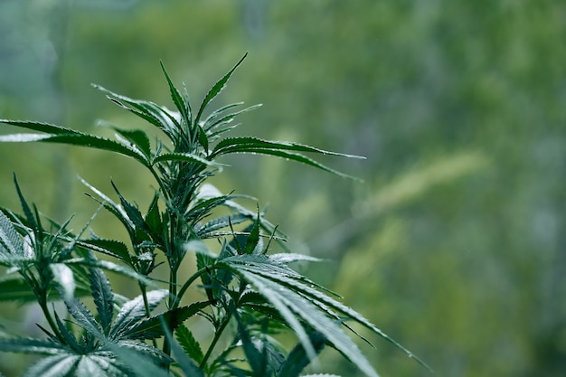 Un primer plano de una planta de cannabis verde
