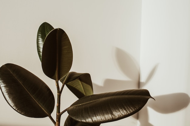 Primer plano de una planta de caucho ficus en blanco