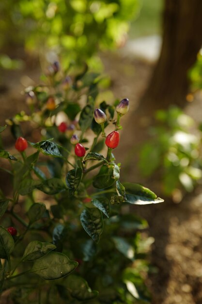 Primer plano de una planta de chile rojo que crece en el patio