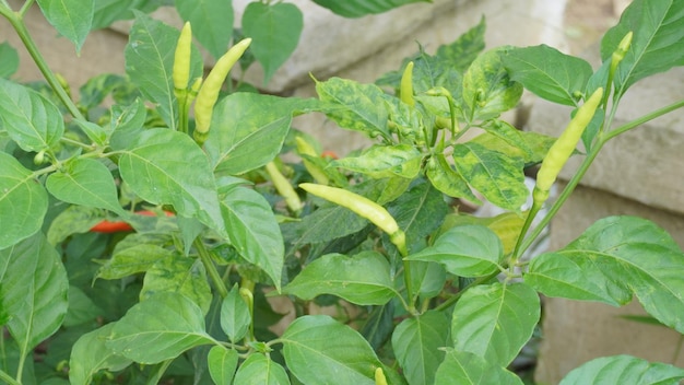 Foto un primer plano de una planta con chiles verdes y amarillos