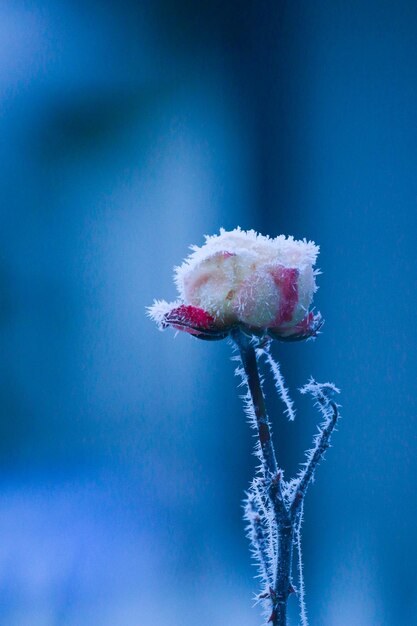 Foto primer plano de una planta congelada contra el cielo azul