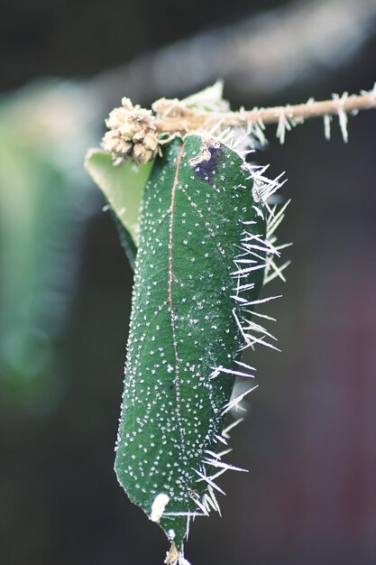 Foto primer plano de la planta congelada