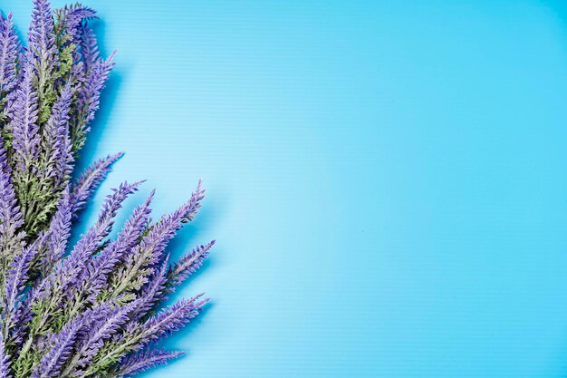 Foto primer plano de la planta contra el cielo azul